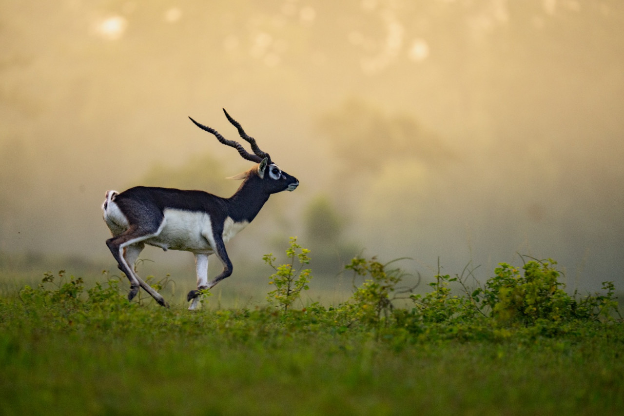 Barnawapara Wildlife Sanctuary Blackbuck