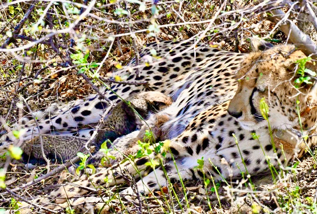 Indian-born female cheetah gives birth to four cubs in the wild at Kuno National Park April 2026