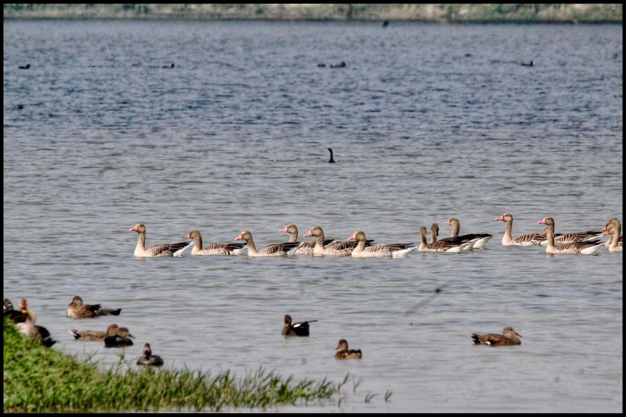 Shekha Jheel Bird Sanctuary Ramsar Site
