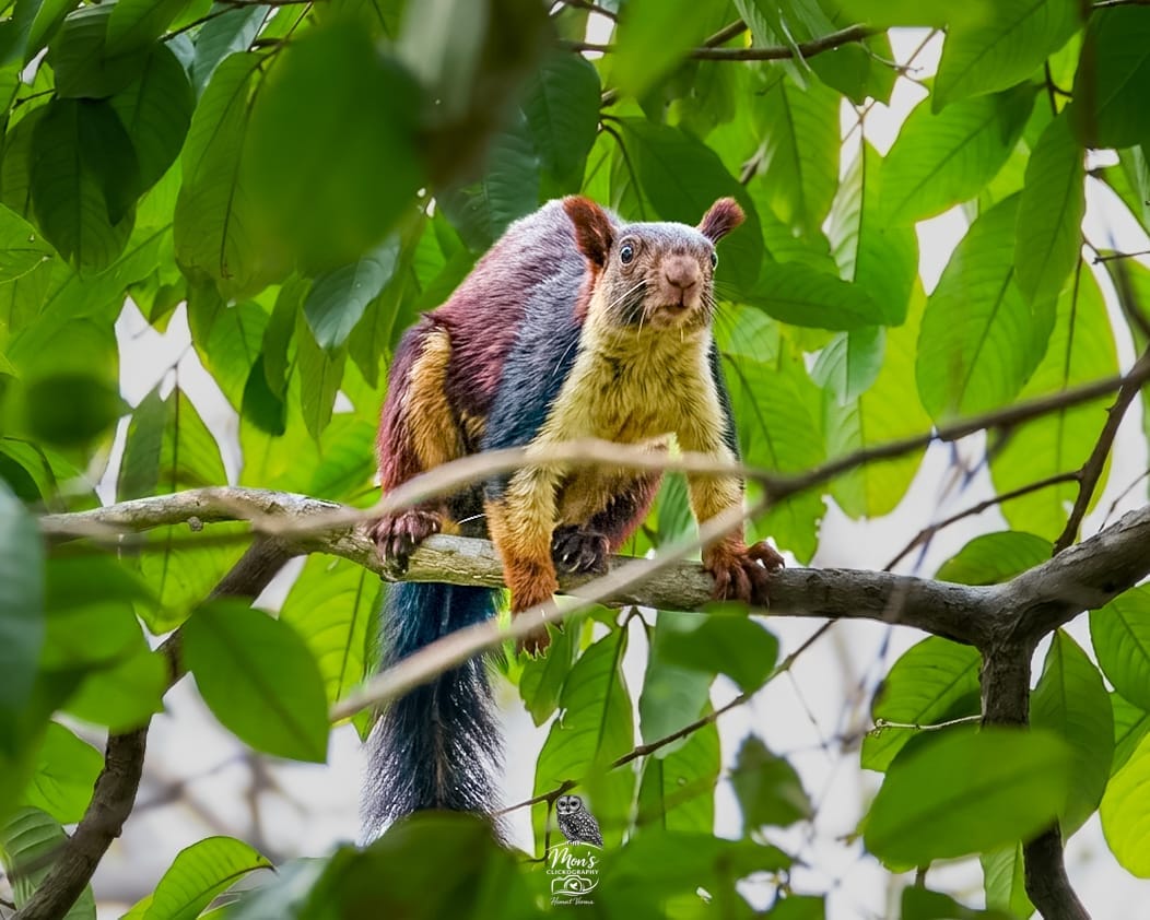 Giant Malabar Squirrel Barnawapara