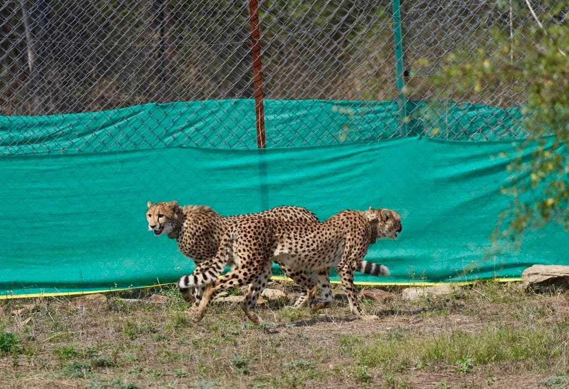 Project Cheetah India Current Affairs