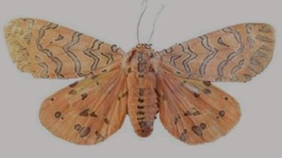 Antaram idukki tiger moth New Genus Discovered Western Ghats Kerala