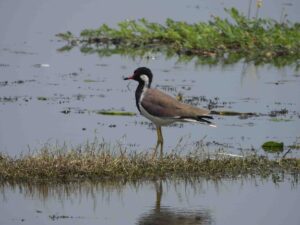 Jai Prakash Narayan Bird Sanctuary Ramsar Site