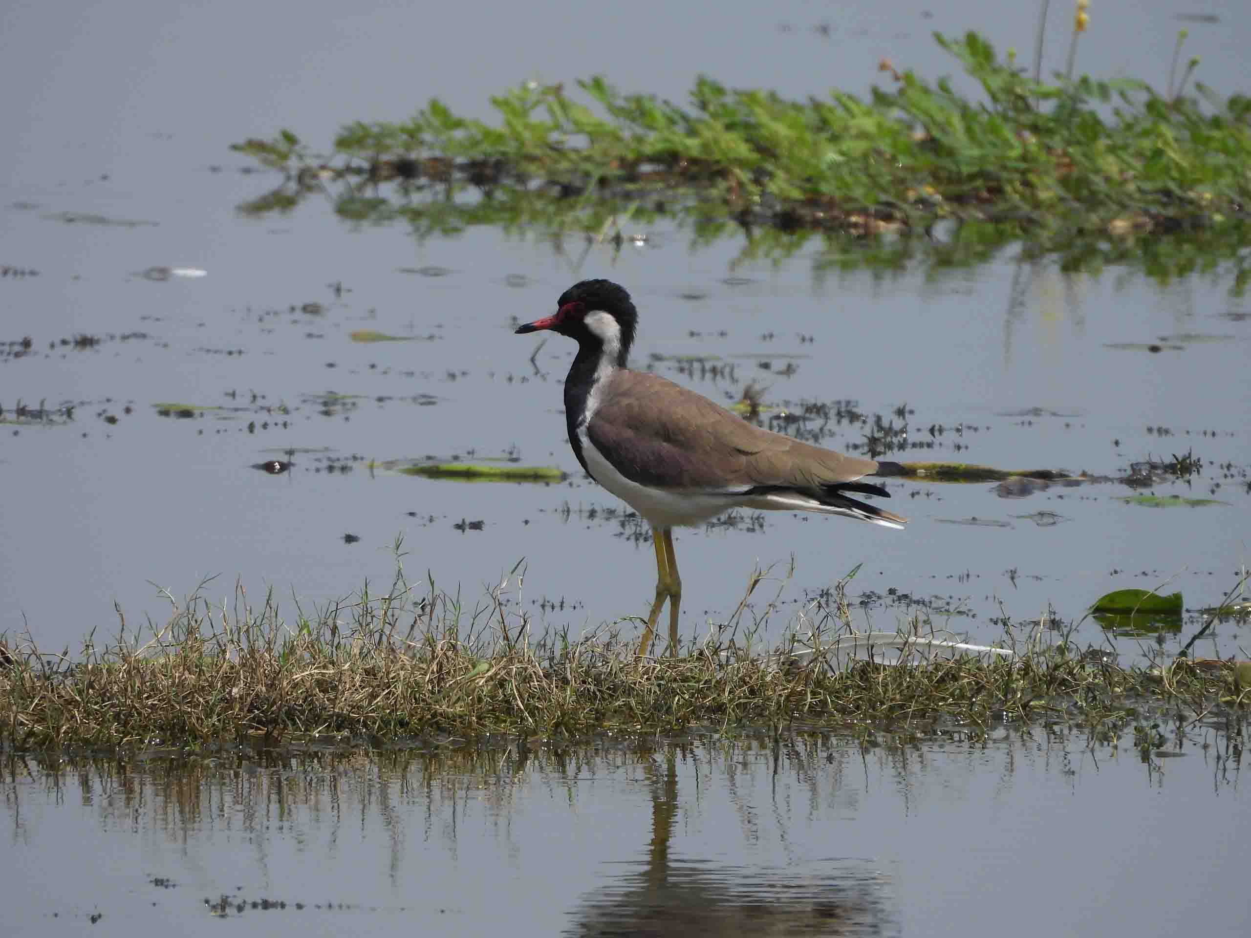 Jai Prakash Narayan Bird Sanctuary Ramsar Site