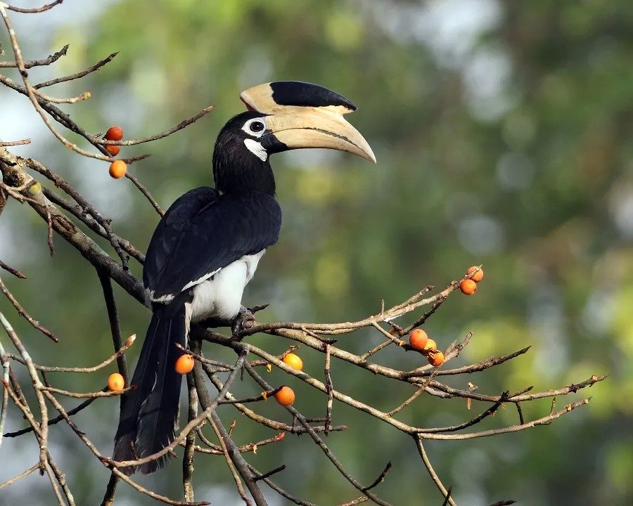 Hornbill Safari Udanti Sitanadi