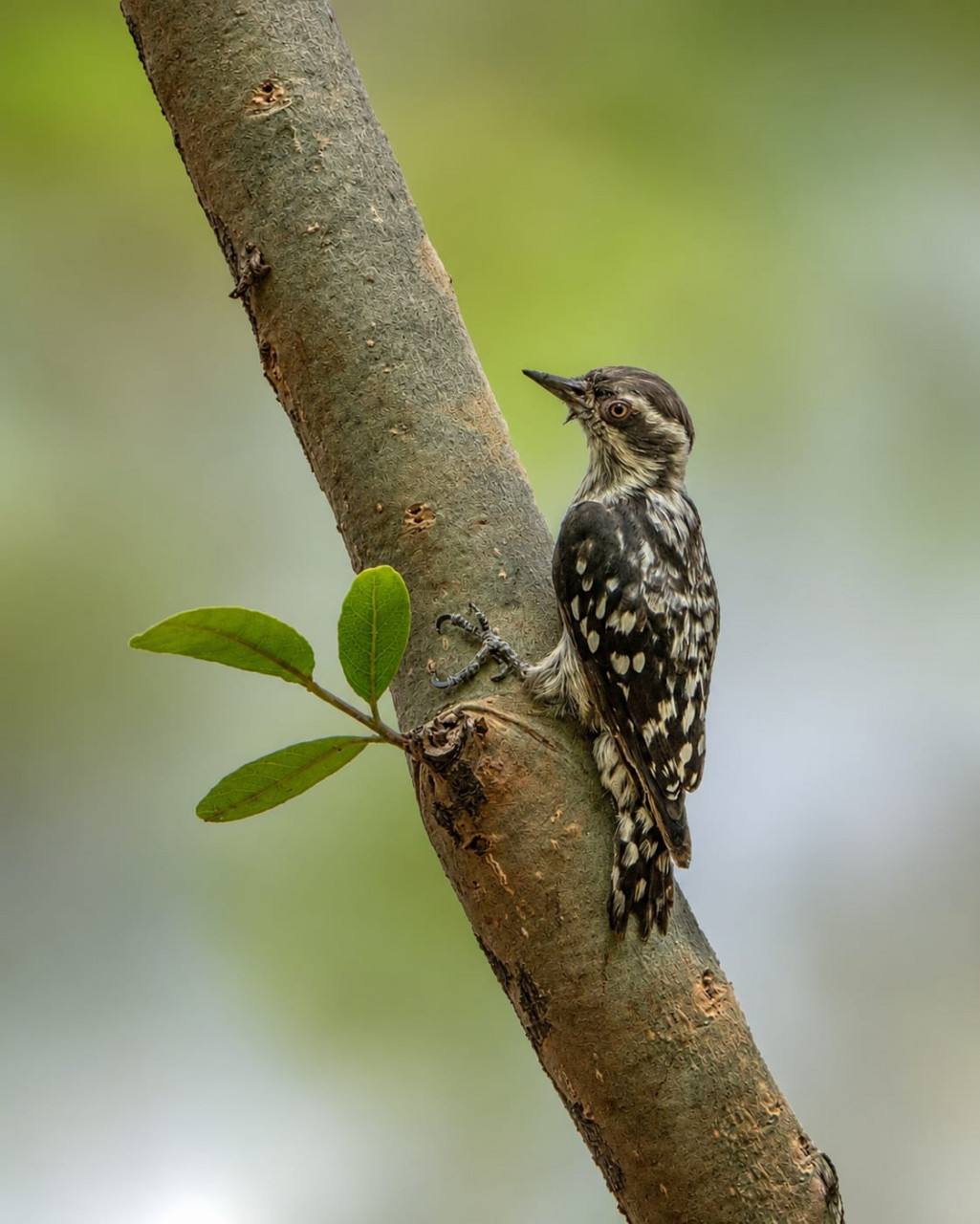 Nava Raipur Woodpecker Brown Capped Pygmy Woodpecker India smallest spotted Jungle Safari Botanical Garden 2026