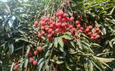 Tezpur Litchi Export Dubai First GI Tagged Shipment from Assam 2026