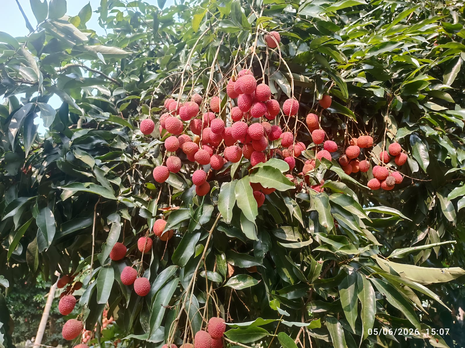 Tezpur Litchi Export Dubai First GI Tagged Shipment from Assam 2026