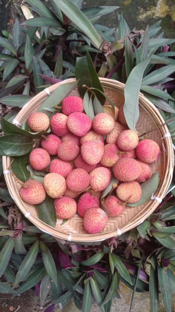 Tezpur Litchi varieties Bombaya Bilati Elaichi exported to Dubai