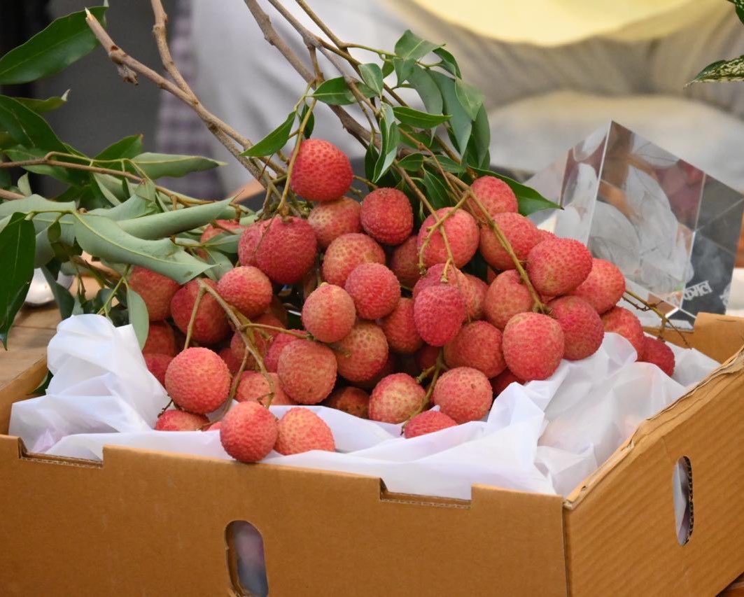 Uttarakhand Litchi Export first shipment Dehradun Italy APEDA European market fresh fruit 2026