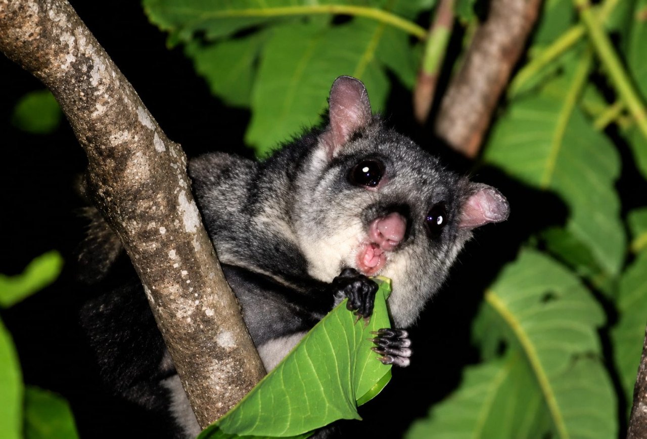 उड़न गिलहरी छत्तीसगढ़ Indian Giant Flying Squirrel spotted Udanti Sitanadi Tiger Reserve camera trapped rare species 2026