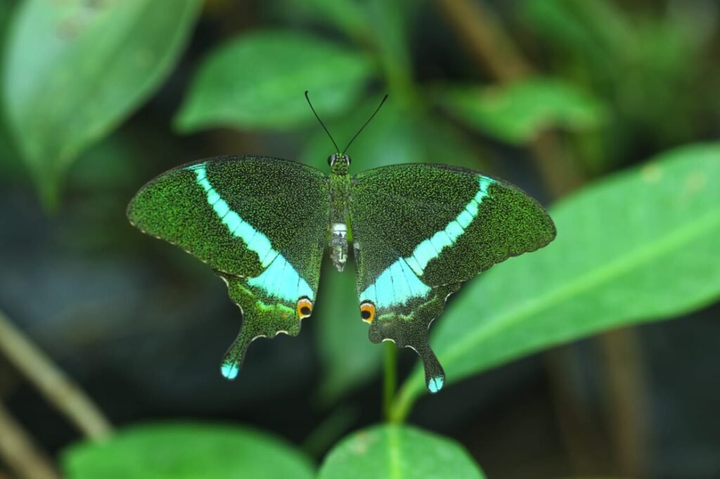Chhattisgarh State Butterfly Campaign 2026