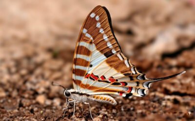 Chhattisgarh State Butterfly Campaign 2026 Nominees
