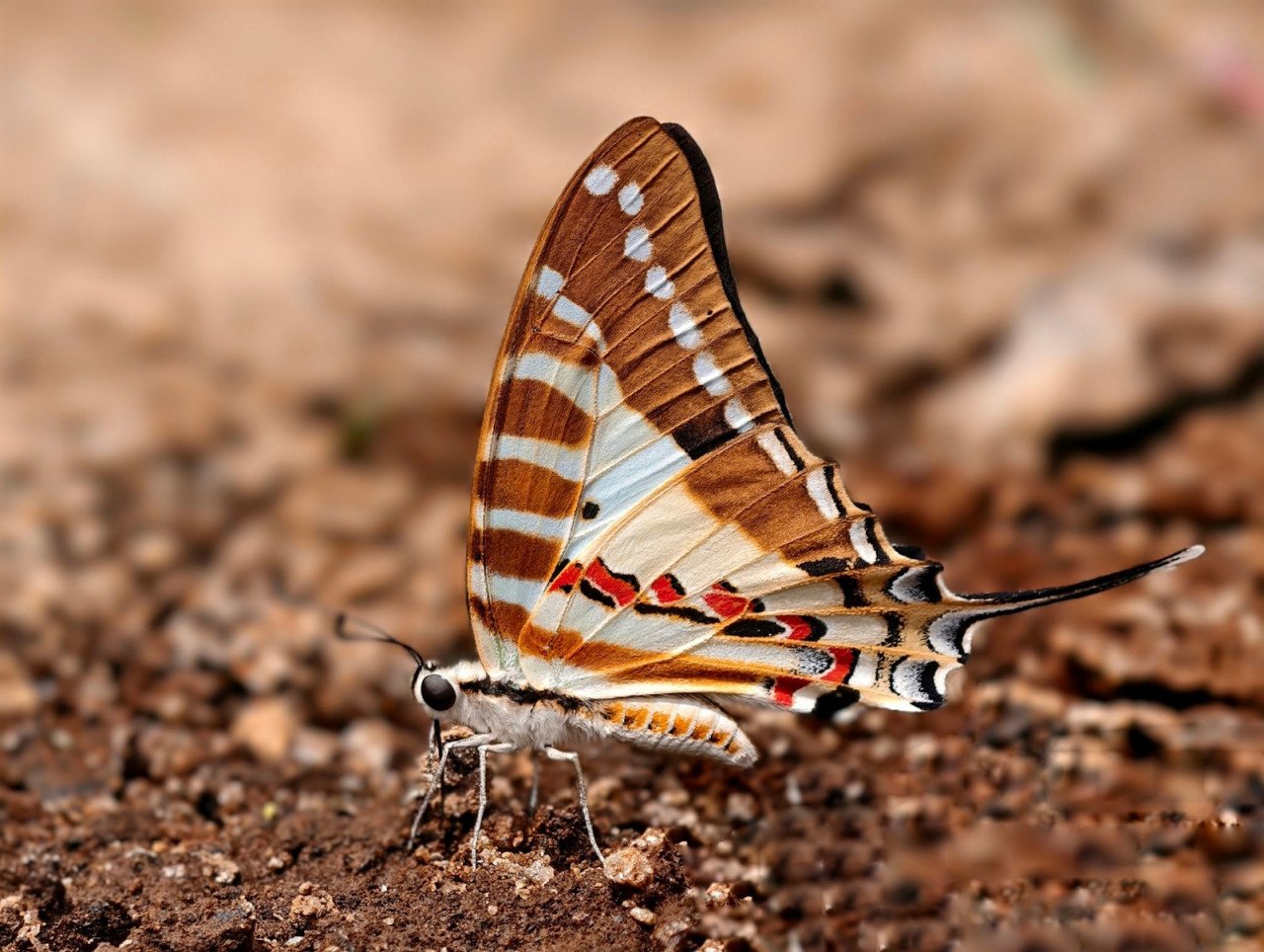 Chhattisgarh State Butterfly Campaign 2026 Nominees