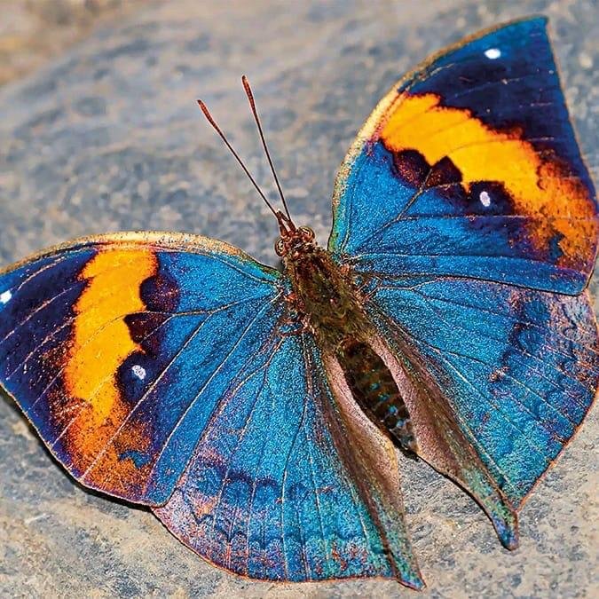 Chhattisgarh State Butterfly Campaign