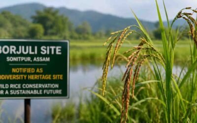 Oryza rufipogon Wild Rice Conservation Assam Borjuli Biodiversity Site