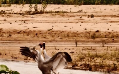 Sarus Crane Kunwarpur Wetland Sarguja Sighting