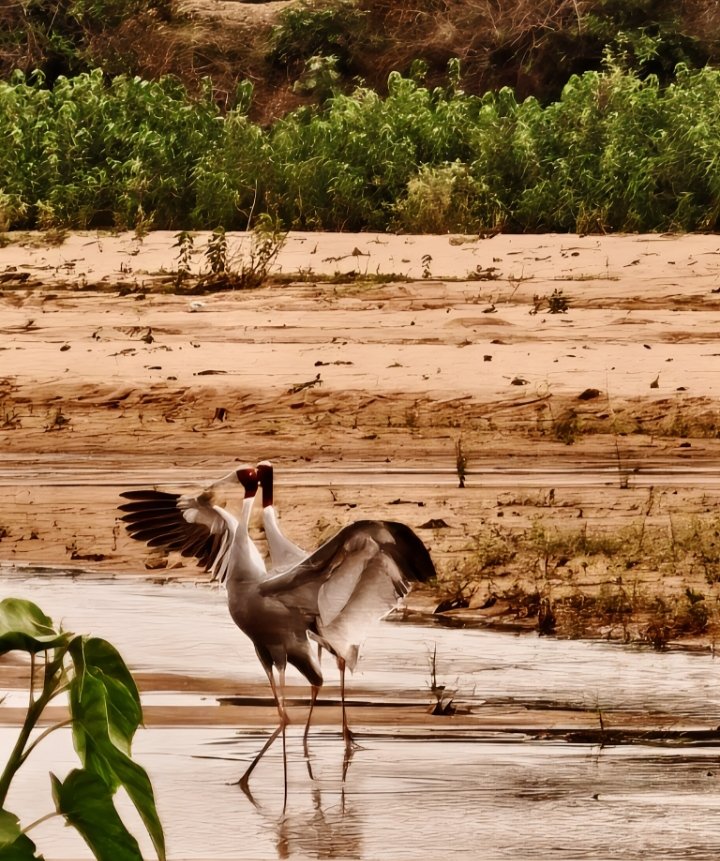 Sarus Crane Kunwarpur Wetland Sarguja Sighting