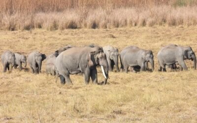 World Elephant Day 2026 India