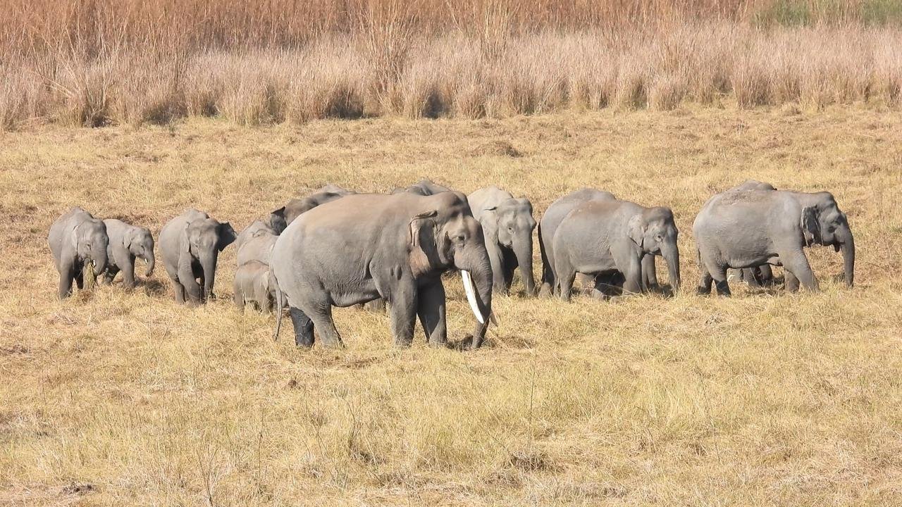 World Elephant Day 2026 India